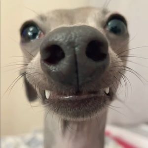 Meet your Posher, Mia